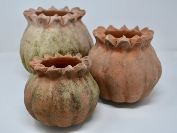 Medium Poppy Planter